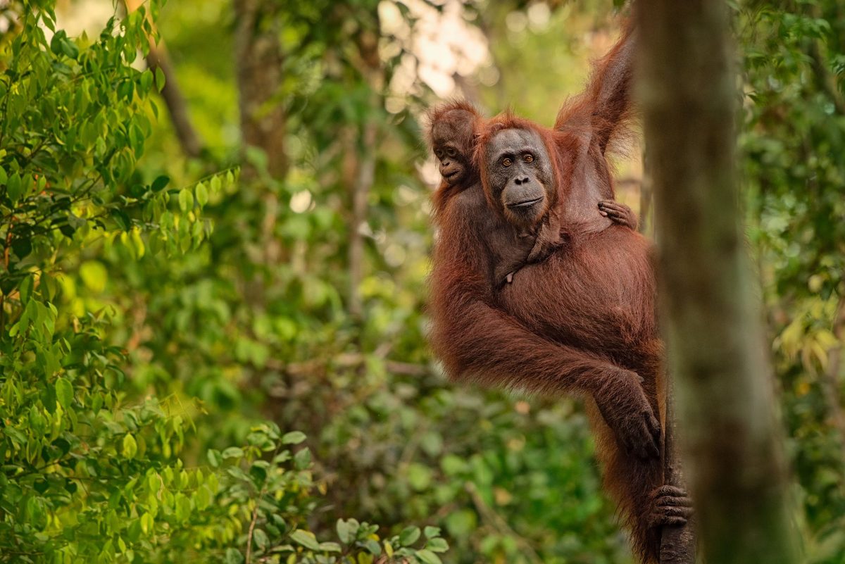 Taman Nasional Kutai, Kalimantan Timur