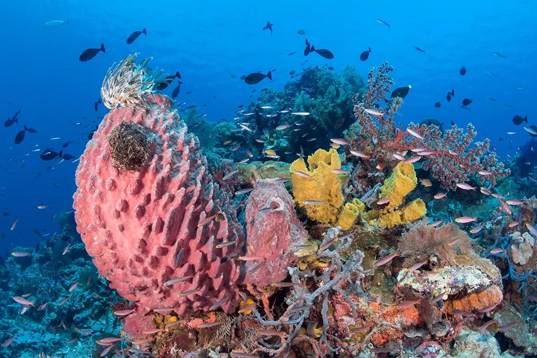 Wakatobi, Sulawesi Tenggara